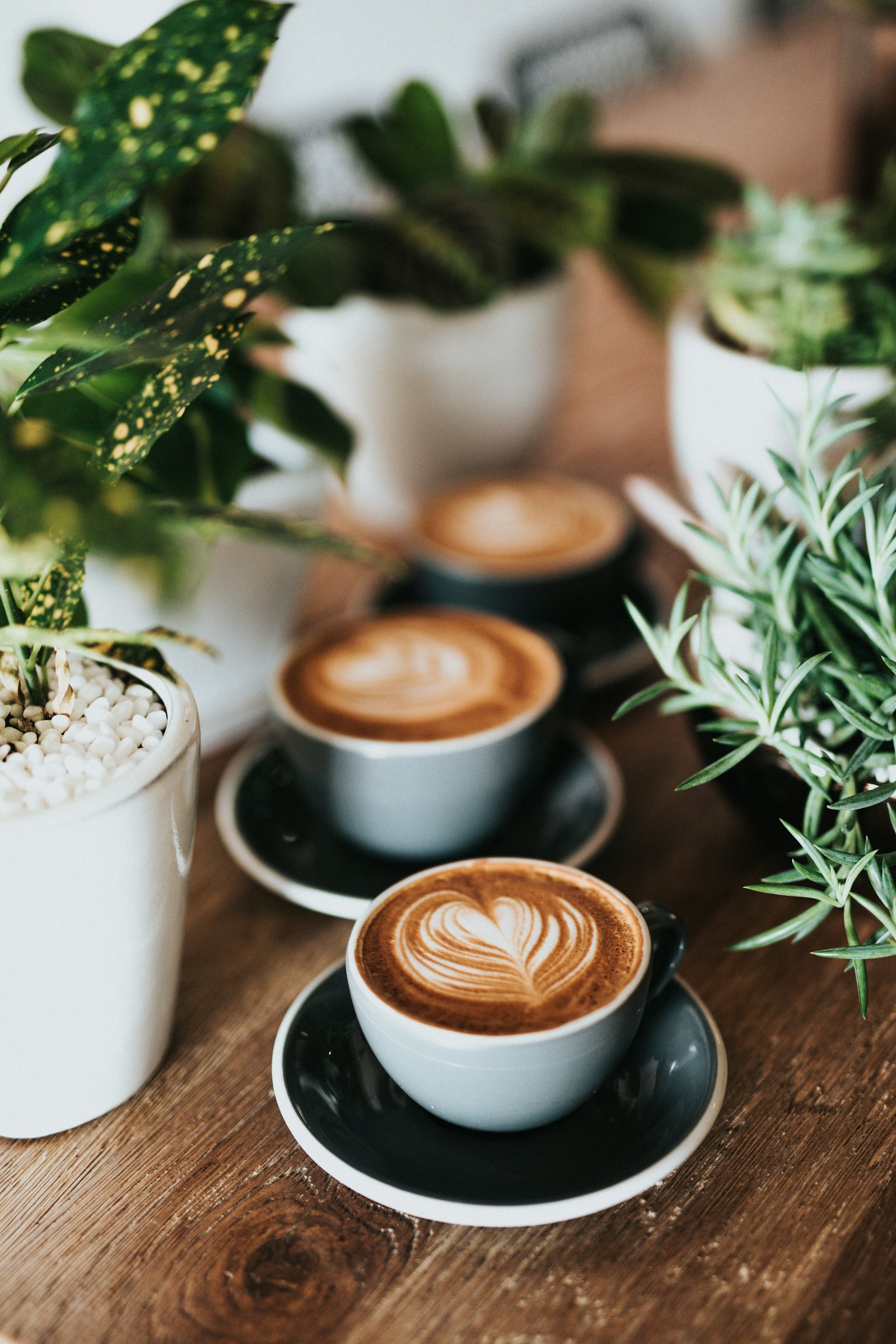 Latte art cups on a wooden table surrounded by potted plants