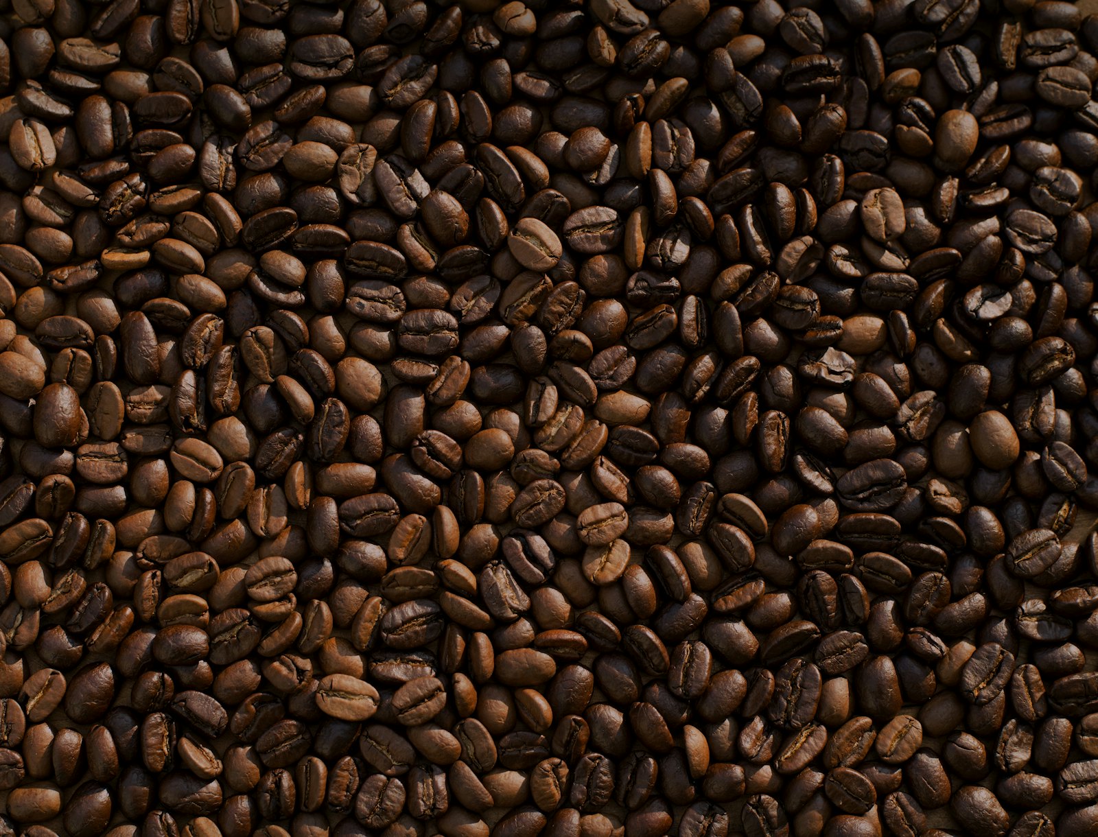 Freshly roasted coffee beans filling the frame