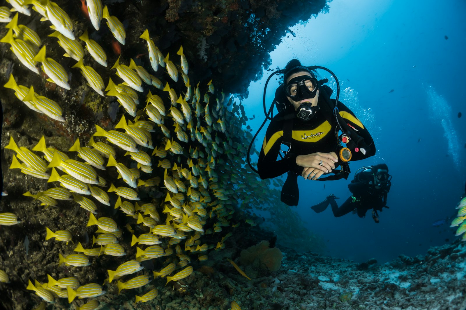 Scuba divers exploring a coral reef surrounded by yellow snapper fish